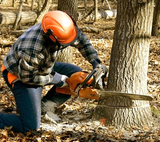 Tree Removal in Chase, KS